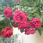 Apartament Corte Della Rosa *