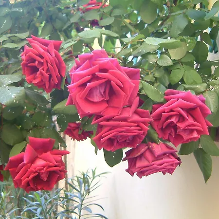 公寓 Corte Della Rosa *