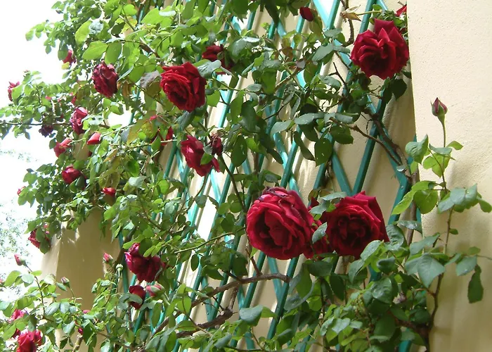 Corte Della Rosa
