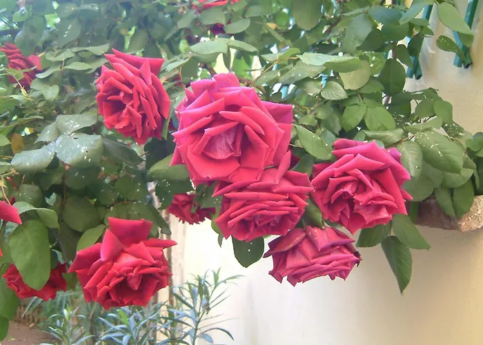 Apartamento Corte Della Rosa *