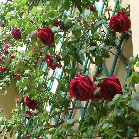 Corte Della Rosa